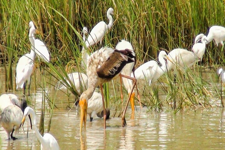 Birdwatching in Chundikulam National Park: Lagoon Waders & Mangrove Vantage Points photo 4