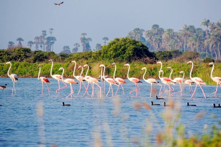 Birdwatching in Chundikulam National Park: Lagoon Waders & Mangrove Vantage Points photo 6