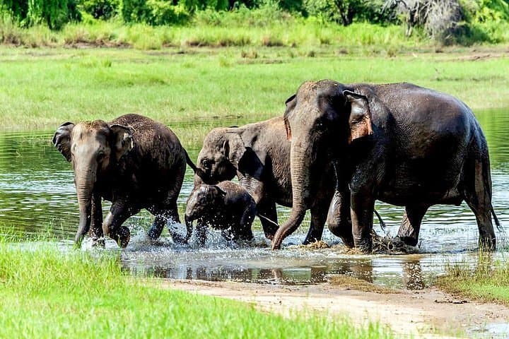 Wasgamuwa National Park Safari from Polonnaruwa — Private Jeep Wildlife Tour
