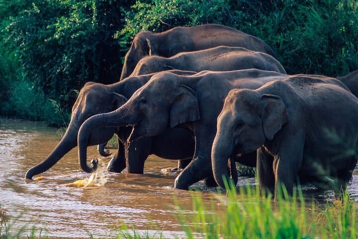 Wasgamuwa National Park Safari from Polonnaruwa — Private Jeep Wildlife Tour photo 3
