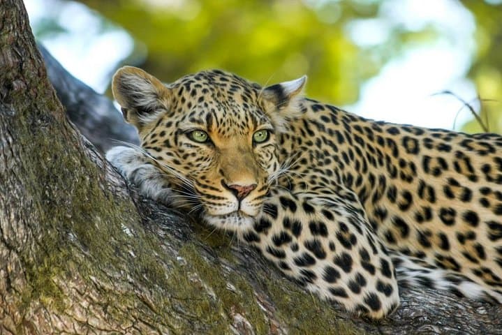 Wasgamuwa National Park Safari from Polonnaruwa — Private Jeep Wildlife Tour photo 4