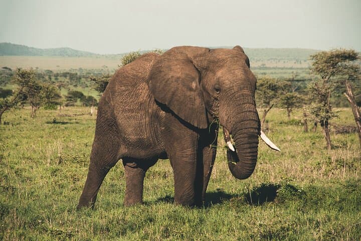 Wasgamuwa National Park Safari from Polonnaruwa — Private Jeep Wildlife Tour photo 5