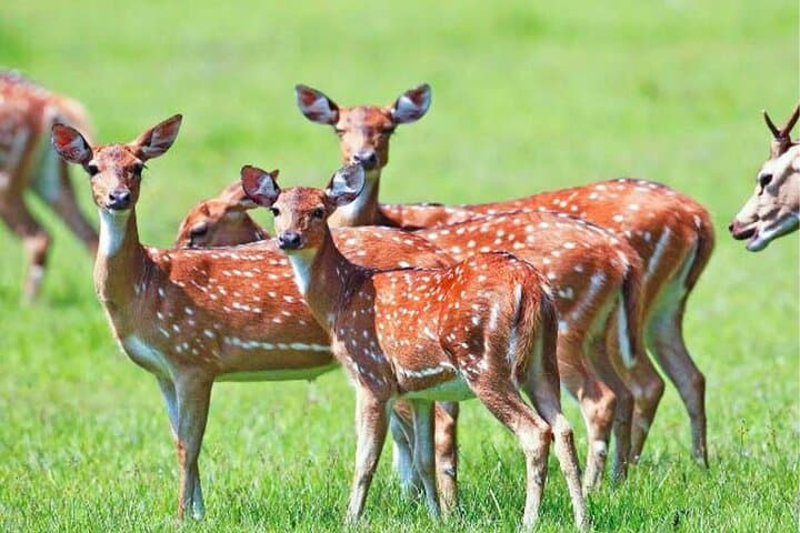 Wasgamuwa National Park Safari from Polonnaruwa — Private Jeep Wildlife Tour photo 6