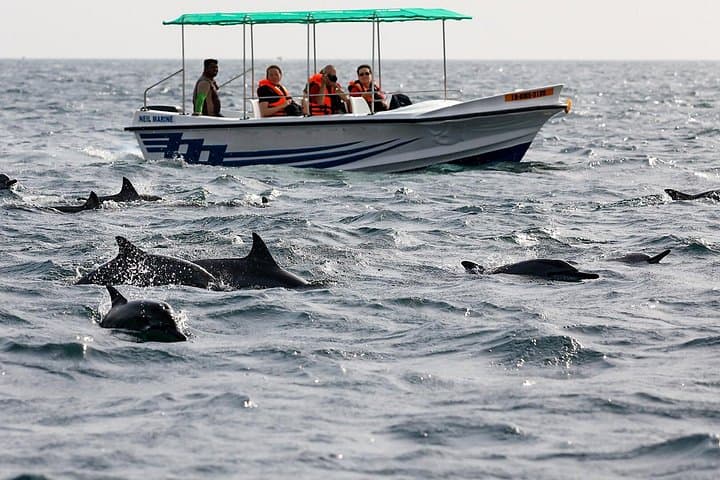 Whale Watching from Ahungalla: Shared Boat Tour to See Blue, Sperm & Fin Whales photo 3