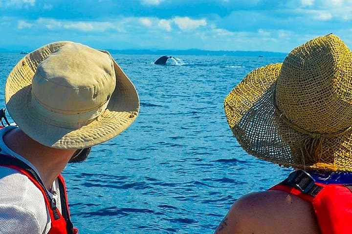 Whale Watching from Ahungalla: Shared Boat Tour to See Blue, Sperm & Fin Whales photo 1