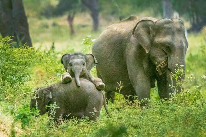 Yala National Park Safari from Udawalawe: Afternoon Jeep Safari to Spot Leopards and Elephants photo 3