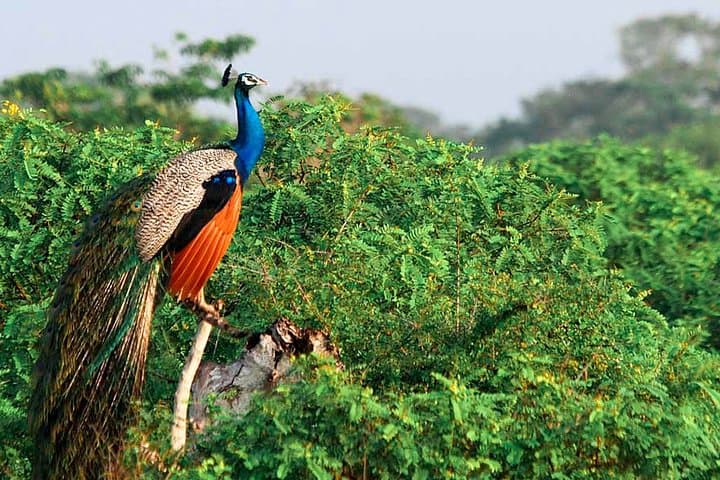 Yala National Park Safari from Udawalawe: Afternoon Jeep Safari to Spot Leopards and Elephants photo 2
