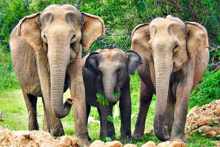 Yala National Park Safari from Udawalawe: Afternoon Jeep Safari to Spot Leopards and Elephants