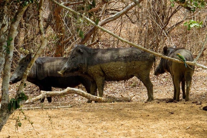 Yala National Park Safari from Udawalawe: Afternoon Jeep Safari to Spot Leopards and Elephants photo 6