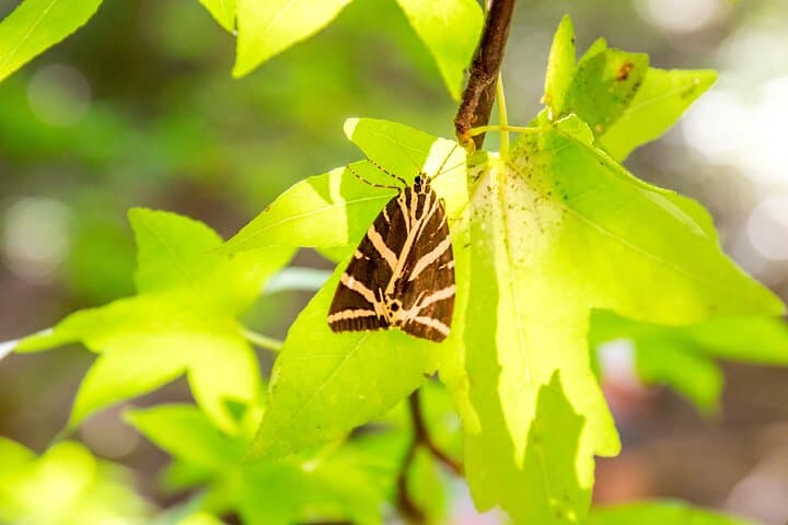 Rhodes Butterfly Valley & Seven Springs Day Trip — Petaloudes and Epta Piges Guide photo 4