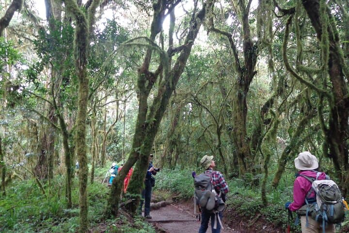 Hiking Kilimanjaro’s Marangu Route: A Day Trek Through Rainforest and Ridges