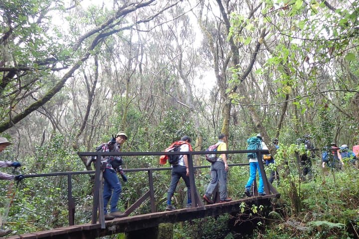 Hiking Kilimanjaro’s Marangu Route: A Day Trek Through Rainforest and Ridges photo 2