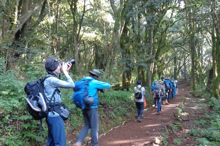 Hiking Kilimanjaro’s Marangu Route: A Day Trek Through Rainforest and Ridges photo 4