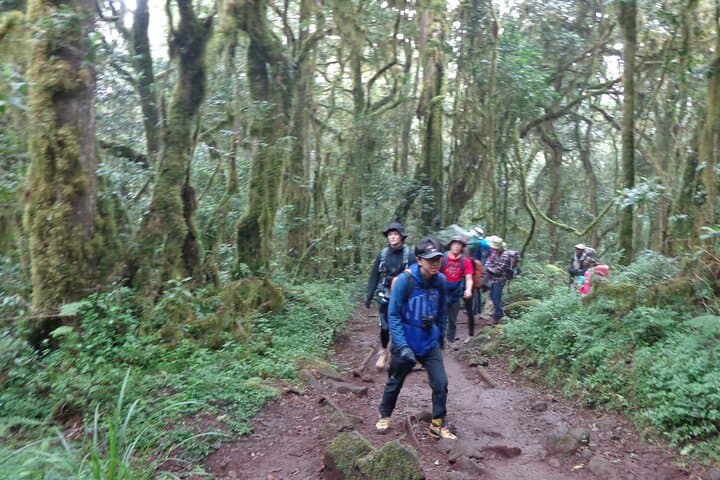 Hiking Kilimanjaro’s Marangu Route: A Day Trek Through Rainforest and Ridges photo 5