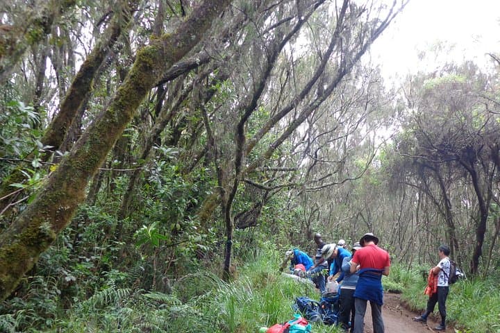 Hiking Kilimanjaro’s Marangu Route: A Day Trek Through Rainforest and Ridges photo 6