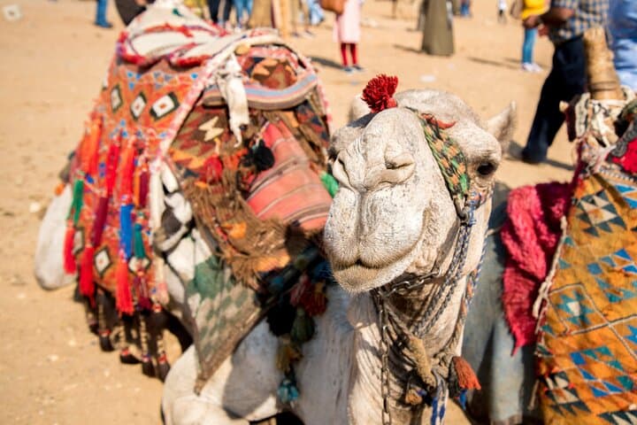 Camel Ride Along the Luxor West Bank — 1‑Hour Farm & Field Ride in Luxor, Egypt photo 2