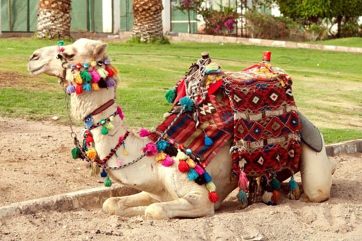 Camel Ride Along the Luxor West Bank — 1‑Hour Farm & Field Ride in Luxor, Egypt photo 3