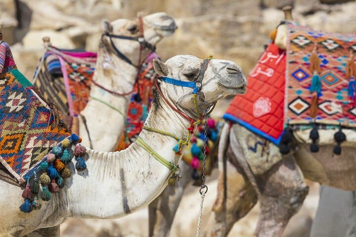 Camel Ride Along the Luxor West Bank — 1‑Hour Farm & Field Ride in Luxor, Egypt photo 5