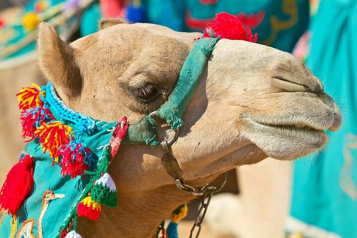Camel Ride Along the Luxor West Bank — 1‑Hour Farm & Field Ride in Luxor, Egypt photo 6