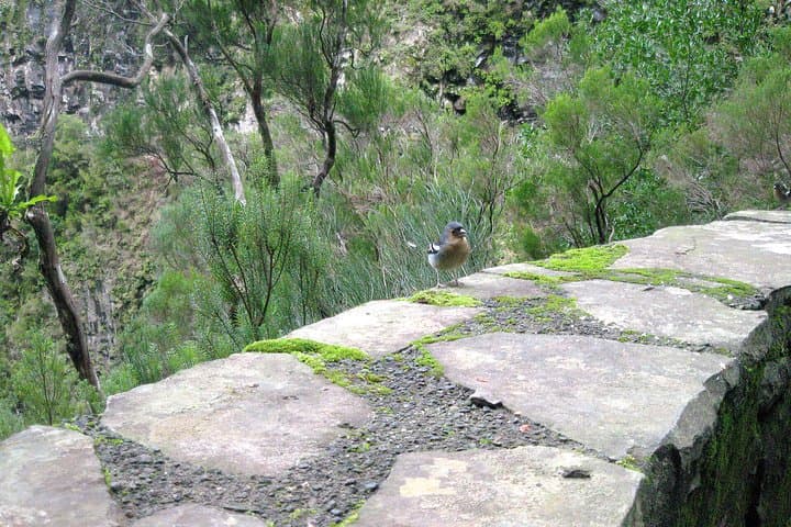 Rabaçal to 25 Fontes Levada Walk: Risco Waterfall Hike in Madeira photo 5