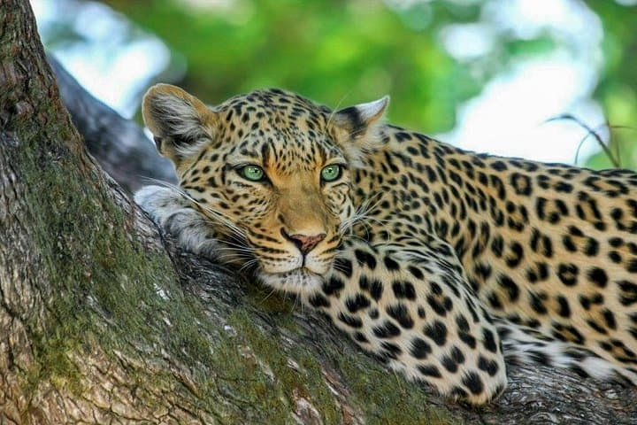 Yala National Park Safari from Beruwala: Leopard-Spotting Half-Day Jeep Adventure photo 2