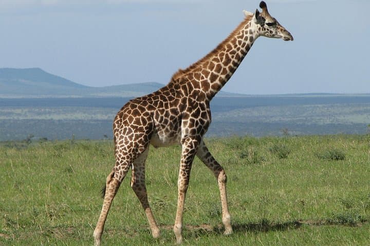 Close Encounters: Giraffe Centre & David Sheldrick Elephant Orphanage Day Tour from Nairobi photo 2