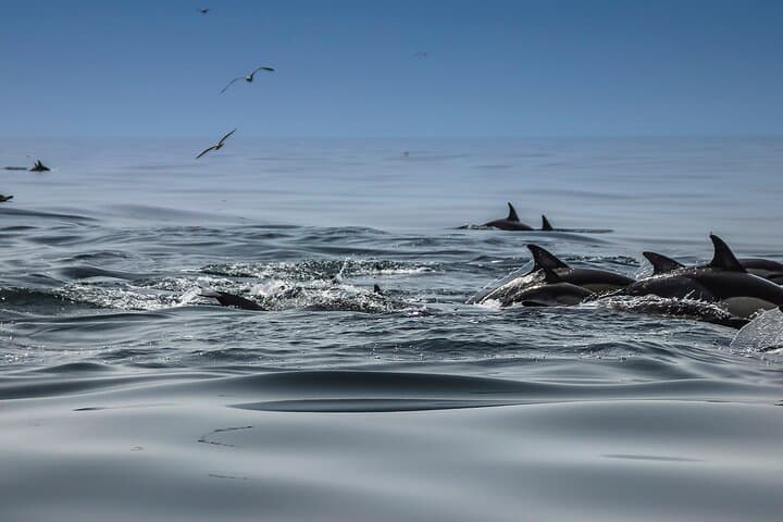Benagil Caves & Dolphin Search: 3‑Hour Biologist-Led Boat Tour from Lagoa photo 2