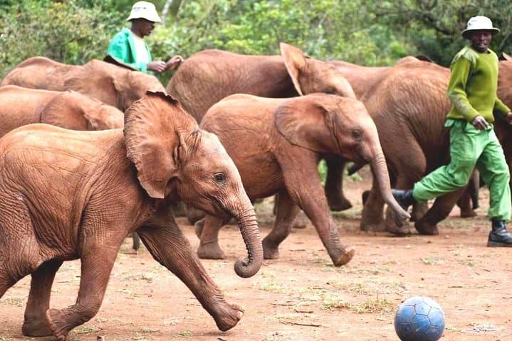 Nairobi Airport Layover: Visit the Giraffe Centre & David Sheldrick Elephant Orphanage