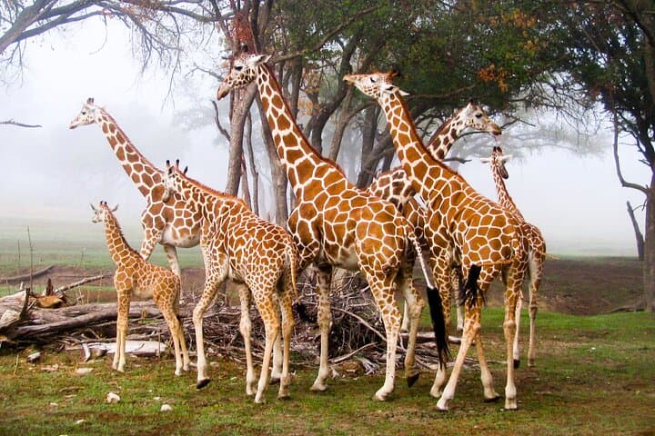 Nairobi Airport Layover: Visit the Giraffe Centre & David Sheldrick Elephant Orphanage photo 5