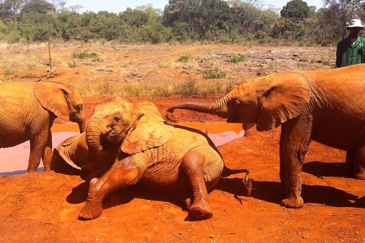 Nairobi Airport Layover: Visit the Giraffe Centre & David Sheldrick Elephant Orphanage photo 6
