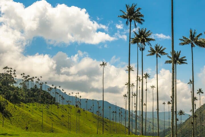 Full-Day Cocora Valley, Salento & Filandia Coffee Town Tour from Pereira photo 2