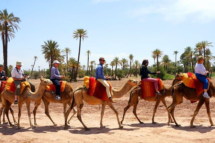 Marrakech Palmeraie Camel Ride: Palm Grove Camel Excursion & Mint Tea