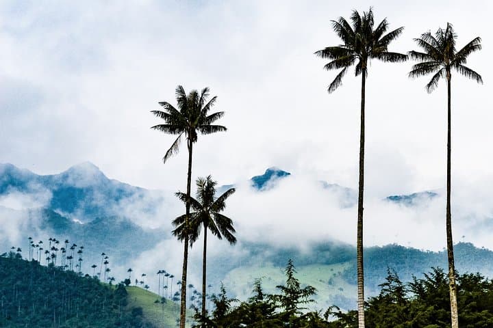 Full-Day Cocora Valley, Salento & Filandia Coffee Town Tour from Pereira photo 4