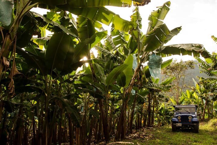 Cocora Valley & Salento: Full-Day Coffee Farm Tour from Pereira