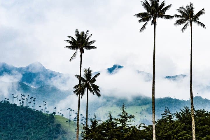 Cocora Valley & Salento: Full-Day Coffee Farm Tour from Pereira photo 4