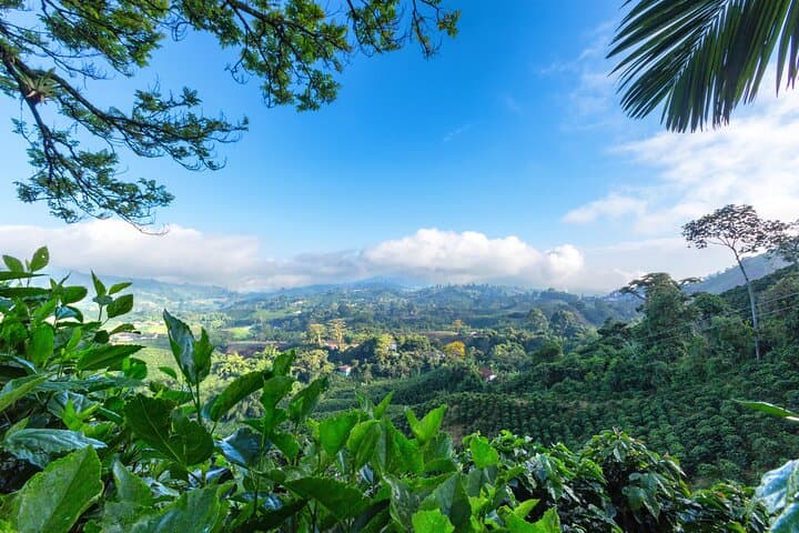 Cocora Valley & Salento: Full-Day Coffee Farm Tour from Pereira photo 3
