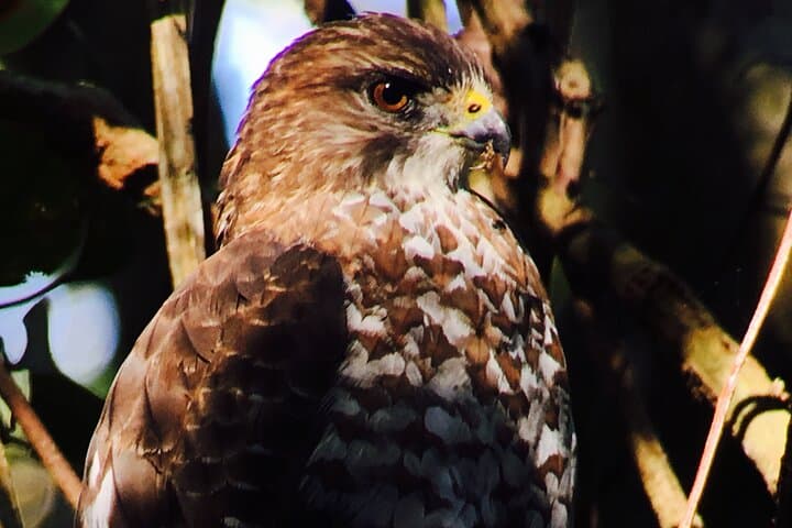 private-birdwatching-tour-costa-rica-monteverde-quetzal-photography photo 4