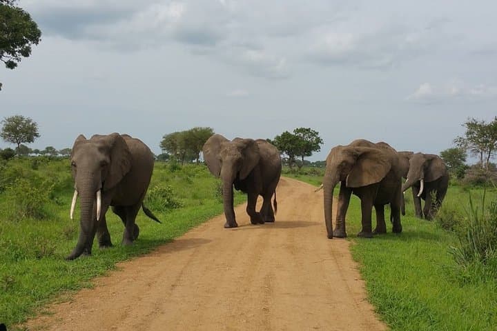 8-Day Safari: Mikumi, Ruaha & Nyerere (Selous) with Isimila Stone Age Site