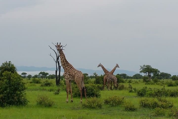 8-Day Safari: Mikumi, Ruaha & Nyerere (Selous) with Isimila Stone Age Site photo 2