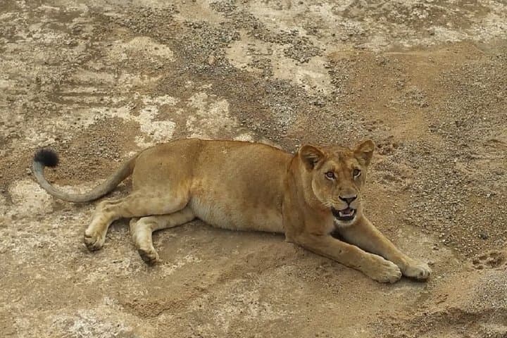 8-Day Safari: Mikumi, Ruaha & Nyerere (Selous) with Isimila Stone Age Site photo 3