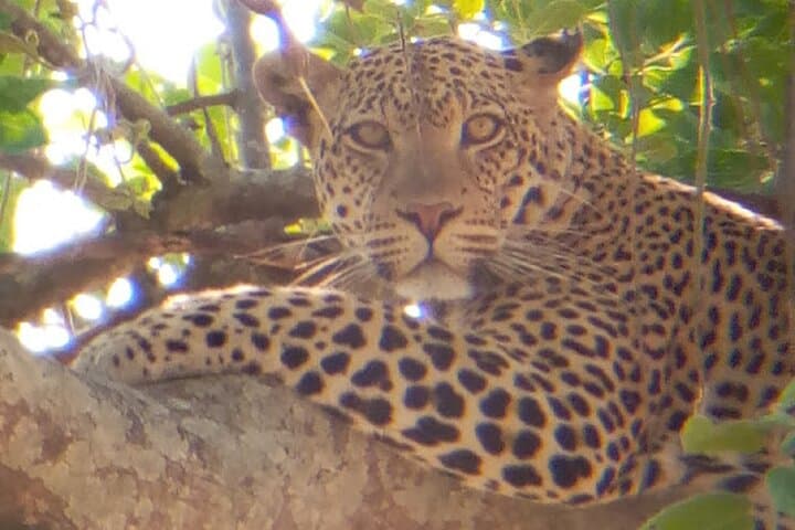 8-Day Safari: Mikumi, Ruaha & Nyerere (Selous) with Isimila Stone Age Site photo 4