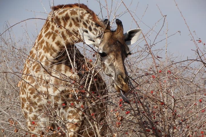8-Day Safari: Mikumi, Ruaha & Nyerere (Selous) with Isimila Stone Age Site photo 5