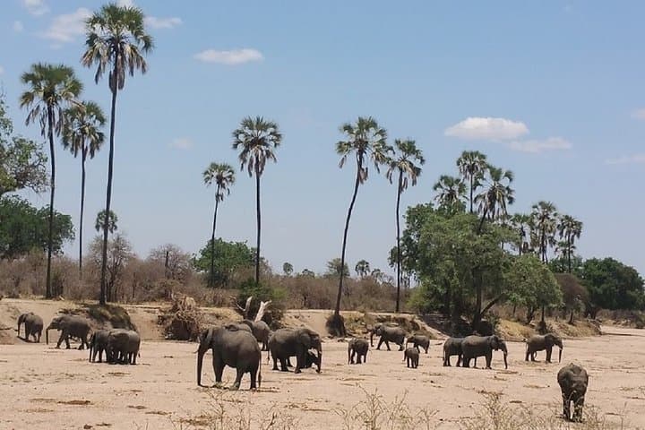 8-Day Safari: Mikumi, Ruaha & Nyerere (Selous) with Isimila Stone Age Site photo 6