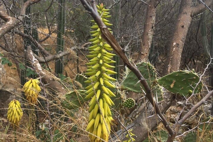 Eco-Friendly Private Hike & Snorkel at Aruba's Mangroves and Mangel Halto Reef photo 5