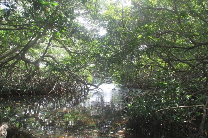 Eco-Friendly Private Hike & Snorkel at Aruba's Mangroves and Mangel Halto Reef photo 4