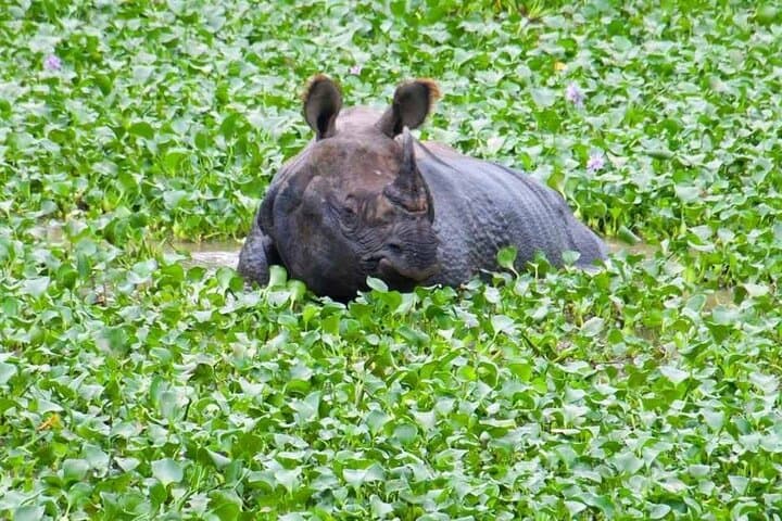 Chitwan National Park 3-Day Jungle Safari: Wildlife, River Boating & Tharu Culture photo 3