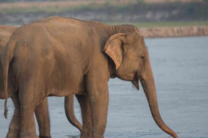 Chitwan National Park 3-Day Jungle Safari: Wildlife, River Boating & Tharu Culture photo 5
