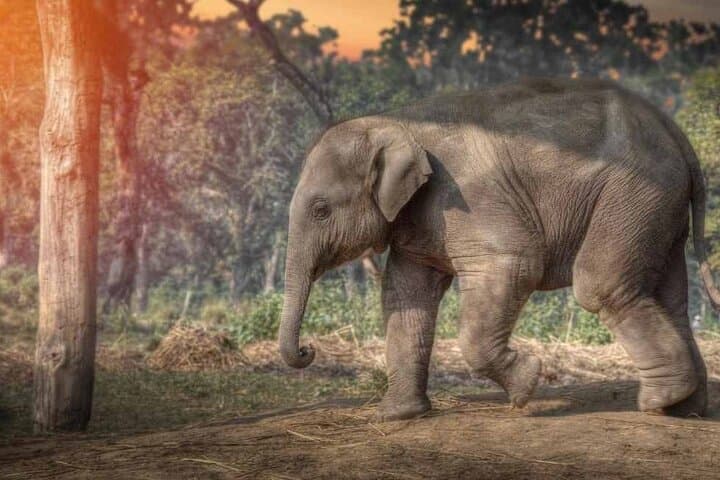 Chitwan National Park 3-Day Jungle Safari: Wildlife, River Boating & Tharu Culture