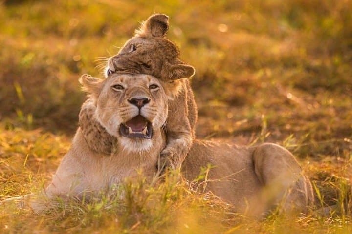 Half Day Safari at Nairobi National Park: Urban Wildlife Adventure Near Kenya's Capital photo 1
