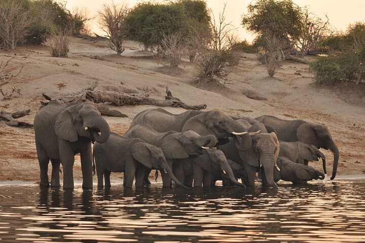 Chobe Day Trip: Game Drive & Boat Cruise on the Chobe River